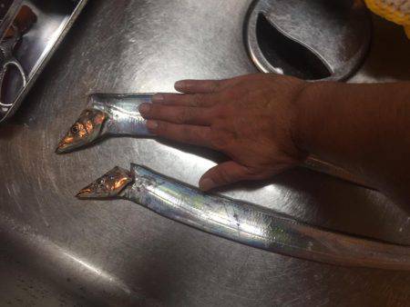 やっと湾内にもタチウオ