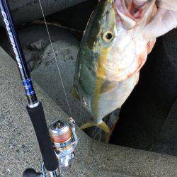 ハマチがぶりぶり でもピキイチ…
