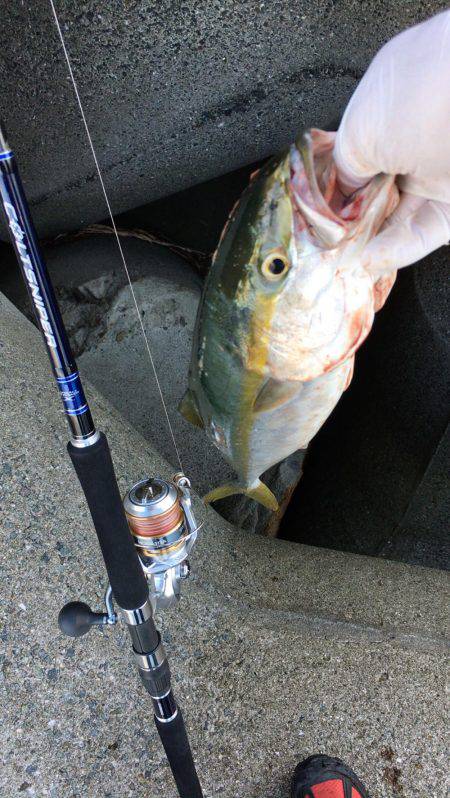 ハマチがぶりぶり でもピキイチ…