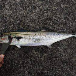 秋のハイシーズン！