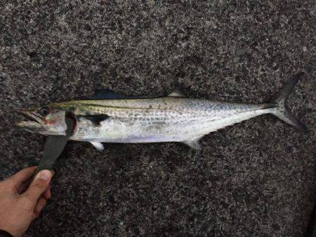 秋のハイシーズン！