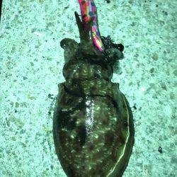 塩屋漁港エギング