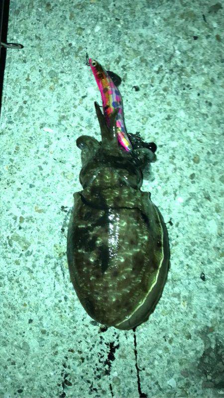 塩屋漁港エギング