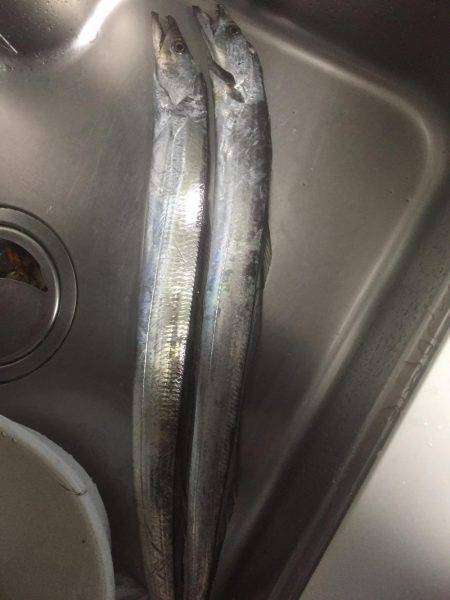 甲子園浜にてタチウオ