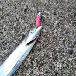 タチウオしかいないのか