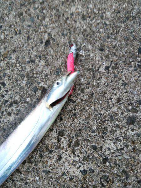 タチウオしかいないのか