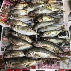 アジング、爆った!