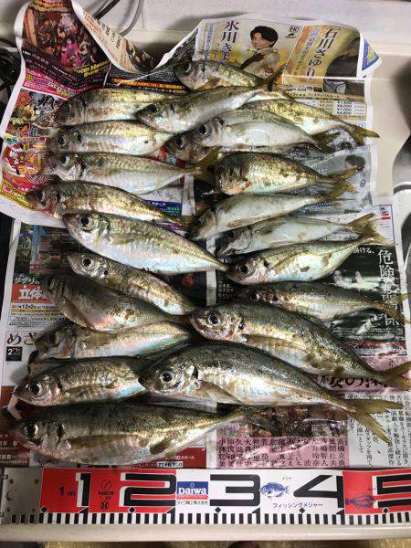 アジング、爆った！