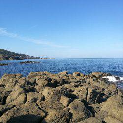 アオリイカ調査