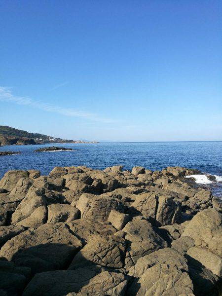 アオリイカ調査