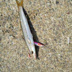 2017年10月9日釣行in鷹島