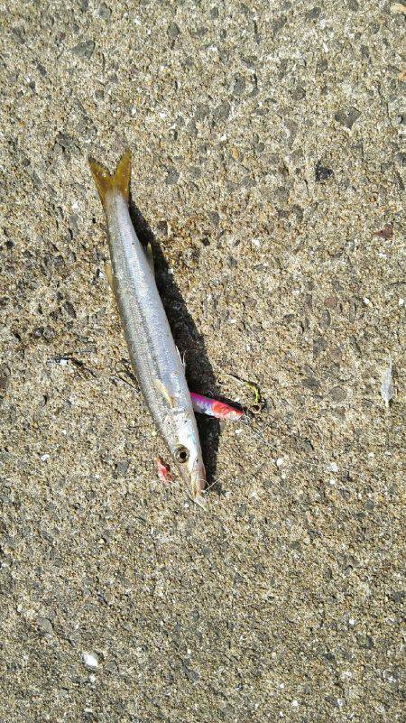 2017年10月9日釣行in鷹島