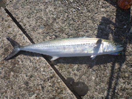 岸和田一文字 タチウオ・青物リベンジ