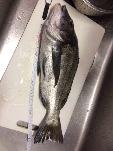 ポッパーでバコッ