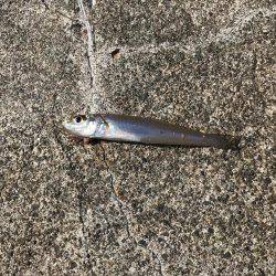 良型シロギスが消えた。。。