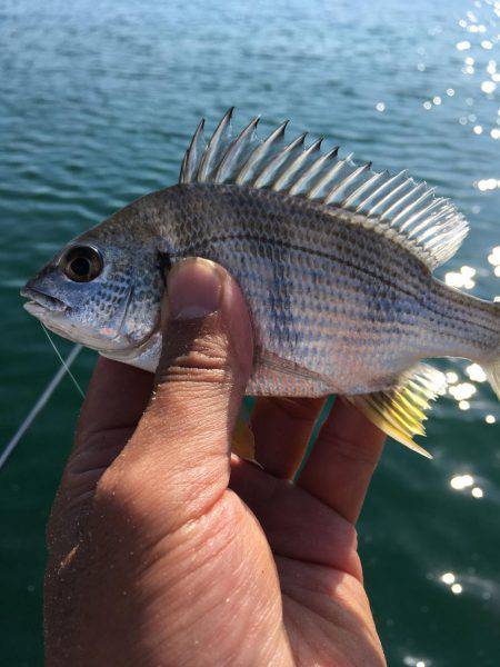 水温下がり過ぎ