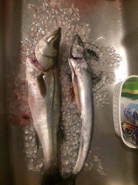 はやと丸 白灯台