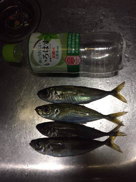 エギング&アジングの調査