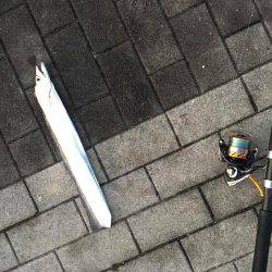 楽しい太刀魚釣り