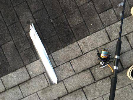 楽しい太刀魚釣り