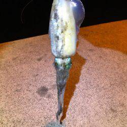 イカの聖地！？