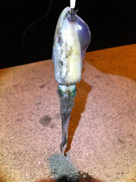 イカの聖地！？