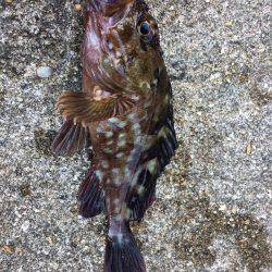 初ハマチを求めて