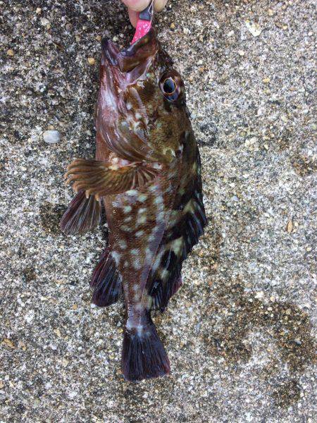 初ハマチを求めて