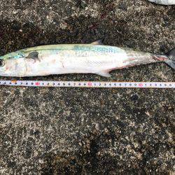 岸和田一文字初挑戦