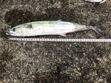 岸和田一文字初挑戦