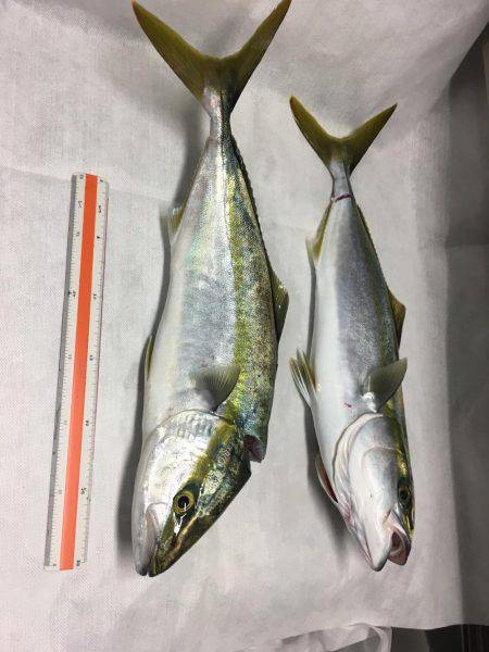 ハマチ◯ タチウオ✖️