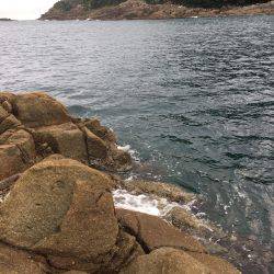 地磯ウツボだらけ