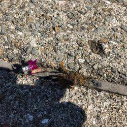 カレイを狙いましたが…