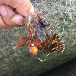 ガシラ カサゴ アラカブ 呼び名色々