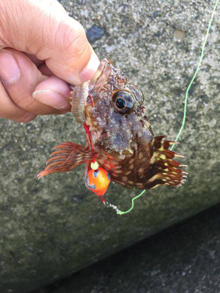 ガシラ カサゴ アラカブ 呼び名色々