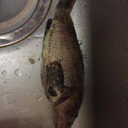 5目釣り@日本海