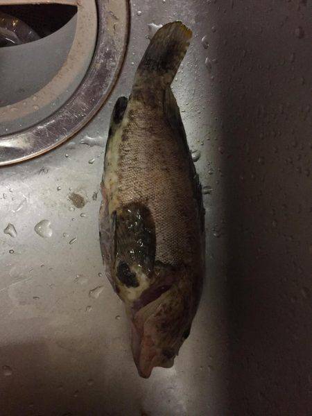 5目釣り@日本海