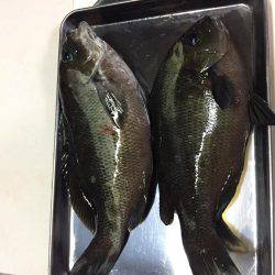 初めての魚釣り