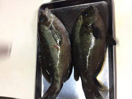 初めての魚釣り