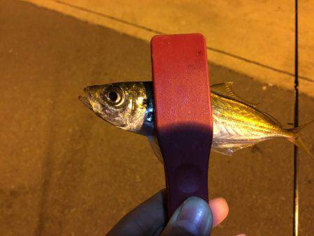 練習練習、ランガンアジング