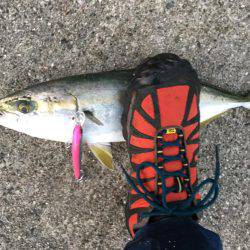 ボイルからのハマチ！