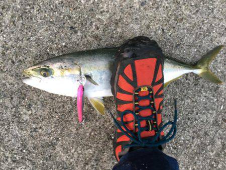 ボイルからのハマチ！