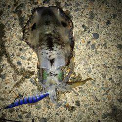 今年釣りデビュー