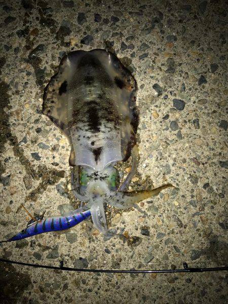 今年釣りデビュー