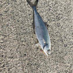 デイのライトゲーム