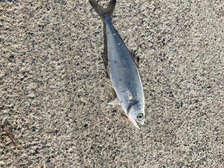 デイのライトゲーム