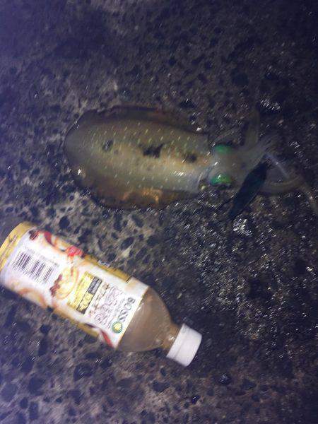 ややいいサイズ