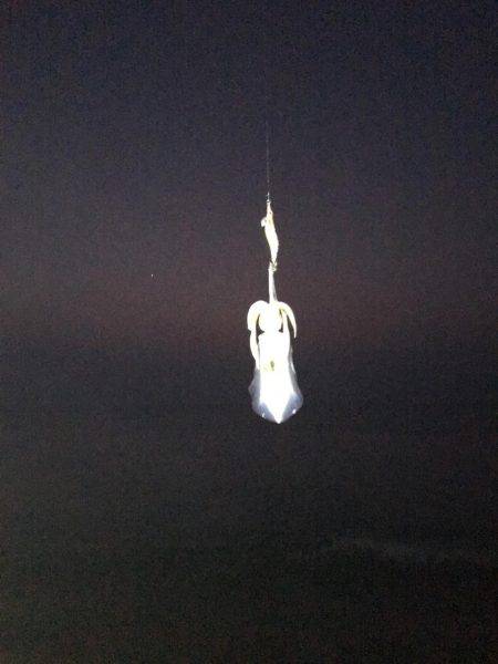 大里松原海岸 アオリイカ 2杯卍