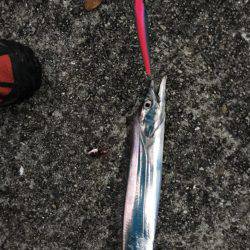 アメ時々タチウオ