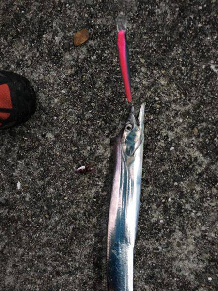 アメ時々タチウオ